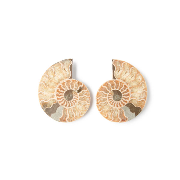 Saffron Ammonite Fossil Spiral